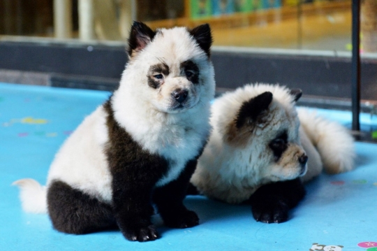 Heboh, Penampakan Anjing Mirip Panda di China