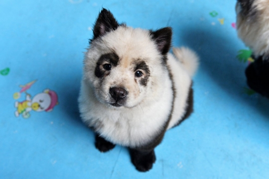 Heboh, Penampakan Anjing Mirip Panda di China