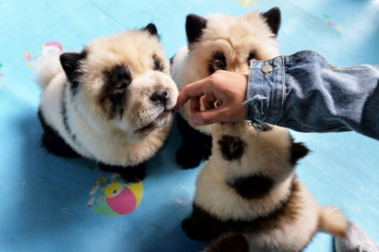 Heboh, Penampakan Anjing Mirip Panda di China