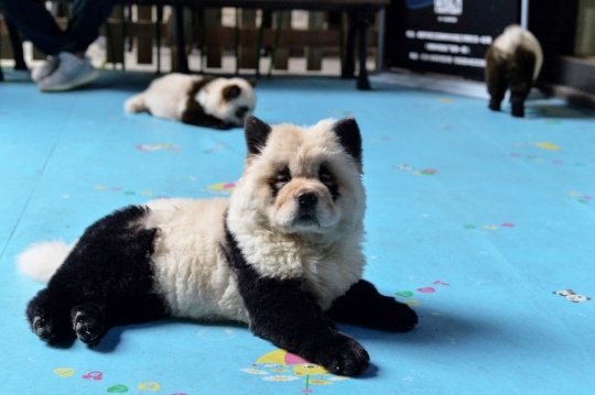 Heboh, Penampakan Anjing Mirip Panda di China