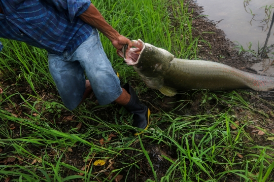 Nestapa Ikan Raksasa Penghuni Amazon di Ambang Kepunahan