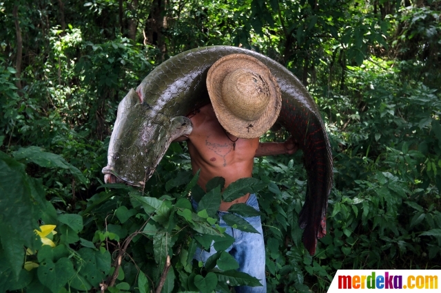 Foto Nestapa Ikan Raksasa Penghuni Amazon Di Ambang Kepunahan