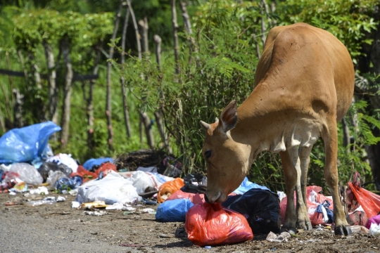 Potret Sapi Pemakan Sampah di Aceh