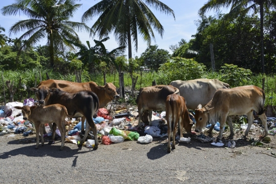 Potret Sapi Pemakan Sampah di Aceh