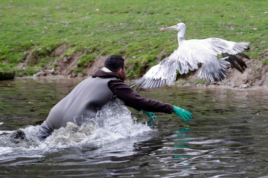 Perjuangan Petugas Kebun Binatang Bersusah Payah Tangkap Burung Pelican