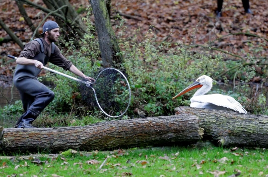 Perjuangan Petugas Kebun Binatang Bersusah Payah Tangkap Burung Pelican