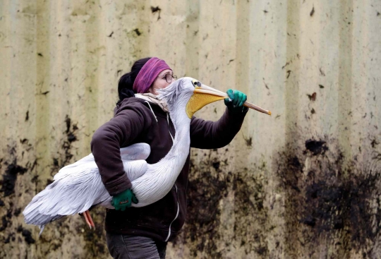 Perjuangan Petugas Kebun Binatang Bersusah Payah Tangkap Burung Pelican