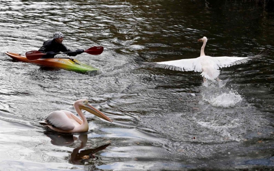 Perjuangan Petugas Kebun Binatang Bersusah Payah Tangkap Burung Pelican