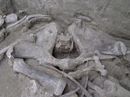 14 Kerangka Mammoth Berusia 14.000 Tahun Ditemukan dalam Perangkap Manusia