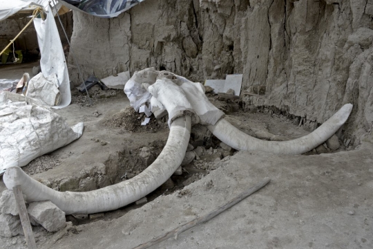 14 Kerangka Mammoth Berusia 14.000 Tahun Ditemukan dalam Perangkap Manusia