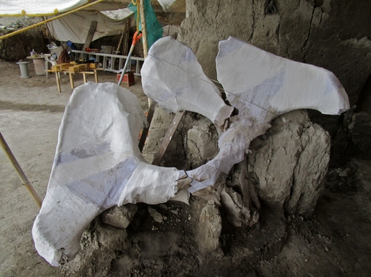 14 Kerangka Mammoth Berusia 14.000 Tahun Ditemukan dalam Perangkap Manusia