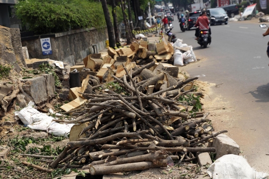 Pohon-Pohon di Kemang Juga Terancam Ditebang