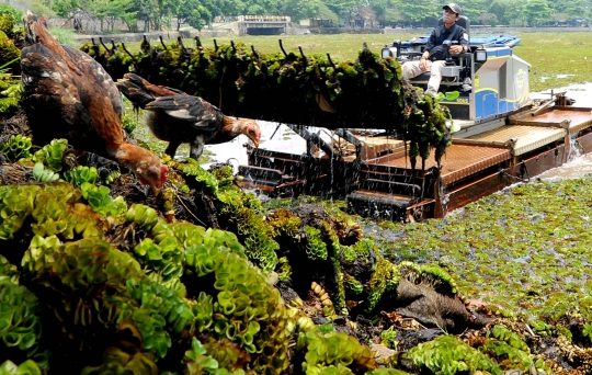 Setu Sawangan yang Dipenuhi Azzola Vinata