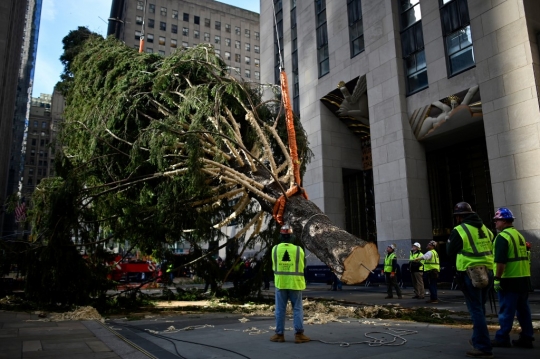 Jelang Natal, New York Pasang Pohon Cemara Raksasa