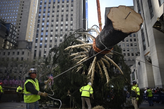 Jelang Natal, New York Pasang Pohon Cemara Raksasa