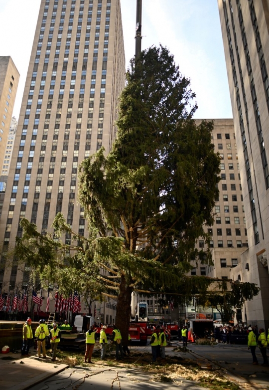 Jelang Natal, New York Pasang Pohon Cemara Raksasa