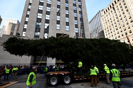 Jelang Natal, New York Pasang Pohon Cemara Raksasa
