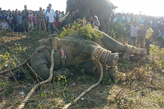 Begini Cara India Evakuasi Gajah Liar yang Tewaskan 5 Orang