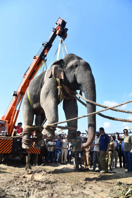 Begini Cara India Evakuasi Gajah Liar yang Tewaskan 5 Orang