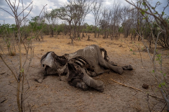 Nasib Ratusan Gajah di Zimbabwe Mati Akibat Kekeringan