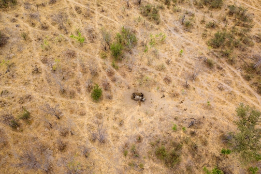 Nasib Ratusan Gajah di Zimbabwe Mati Akibat Kekeringan