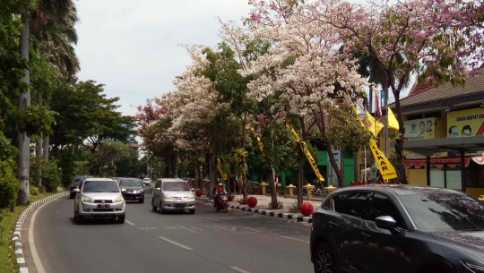 Cantiknya Bunga Tabebuya Bermekaran di Surabaya