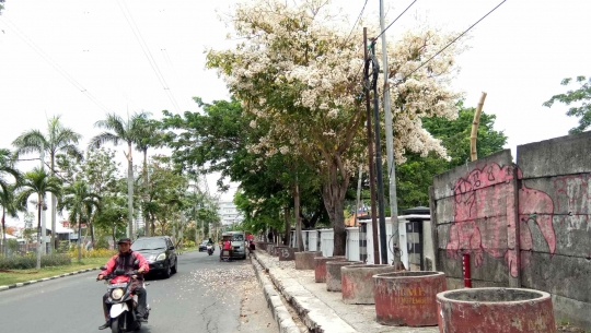 Cantiknya Bunga Tabebuya Bermekaran di Surabaya