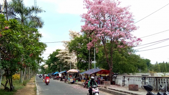 Cantiknya Bunga Tabebuya Bermekaran di Surabaya