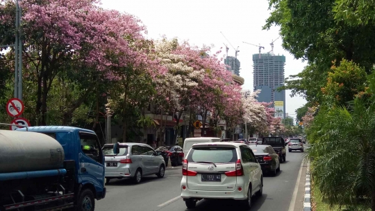 Cantiknya Bunga Tabebuya Bermekaran di Surabaya