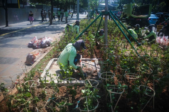 Tekan Polusi Udara, Tanaman Bougenville Hiasi Jalan Sudirman