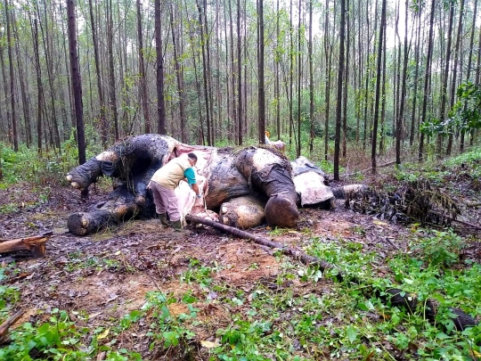 Mengenaskan, Gajah Sumatera Ditemukan Mati Tanpa Kepala di Riau