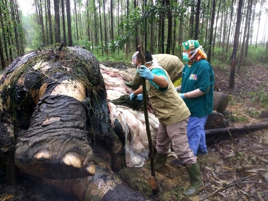 Mengenaskan, Gajah Sumatera Ditemukan Mati Tanpa Kepala di Riau