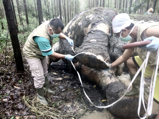 Mengenaskan, Gajah Sumatera Ditemukan Mati Tanpa Kepala di Riau