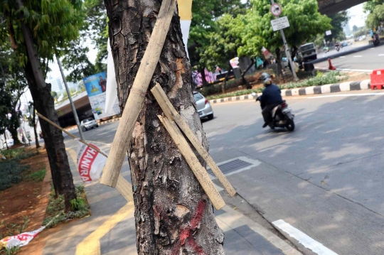 Hari Pohon Sedunia dan Ironi Pohon di Jakarta