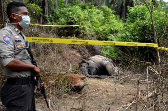 Gajah Betina Ditemukan Mati Keracunan di Aceh