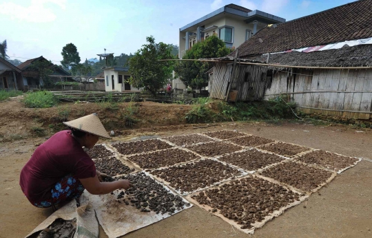 Menelusuri Kehidupan Penambang Emas di Citorek