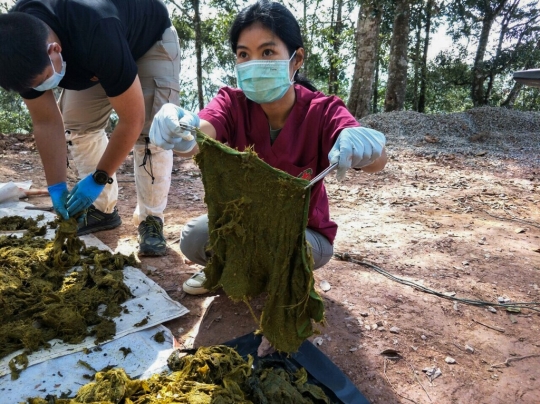 Tragis, Rusa di Thailand Mati dengan Perut Berisi Plastik dan Pakaian Dalam