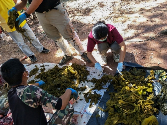 Tragis, Rusa di Thailand Mati dengan Perut Berisi Plastik dan Pakaian Dalam