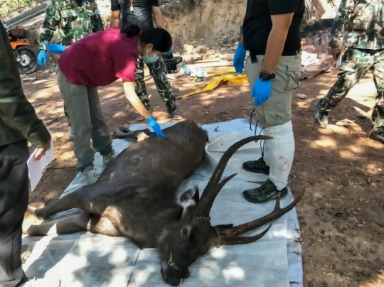 Tragis, Rusa di Thailand Mati dengan Perut Berisi Plastik dan Pakaian Dalam