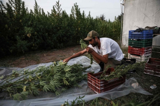 Kebun Ganja untuk Medis di Yunani