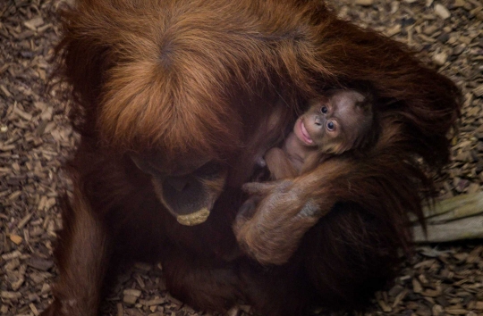 Spesies Orangutan Terlangka Lahirkan Bayi di Kebun Binatang Inggris