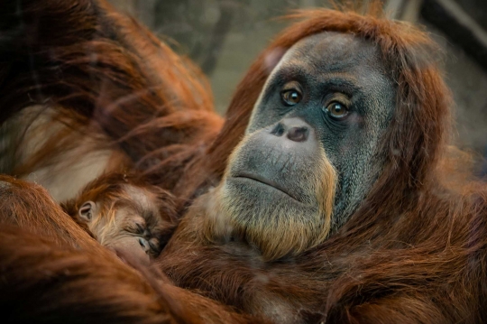 Spesies Orangutan Terlangka Lahirkan Bayi di Kebun Binatang Inggris