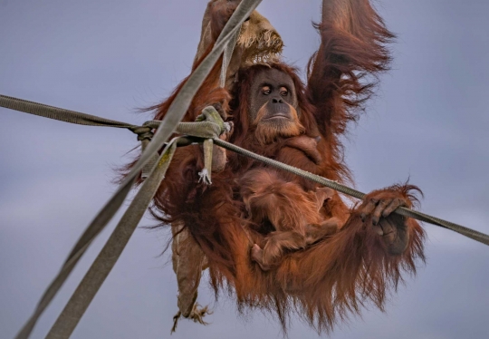 Spesies Orangutan Terlangka Lahirkan Bayi di Kebun Binatang Inggris