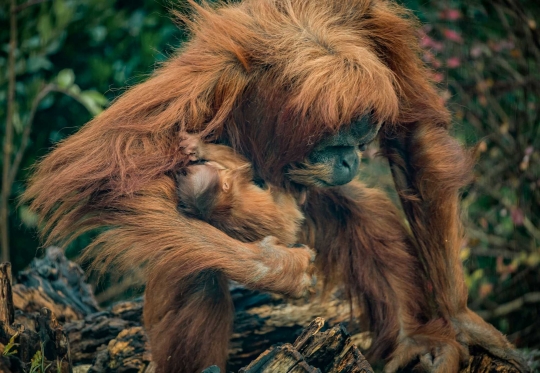 Spesies Orangutan Terlangka Lahirkan Bayi di Kebun Binatang Inggris
