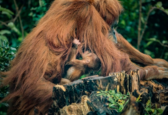 Spesies Orangutan Terlangka Lahirkan Bayi di Kebun Binatang Inggris