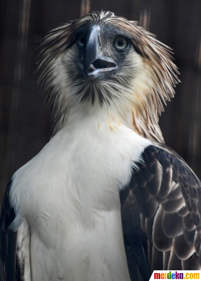Foto Singapura Kembangbiakan Elang Filipina Yang Terancam Punah