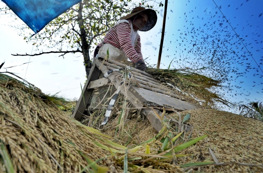 Musim Kemarau, Harga Gabah Kering Naik