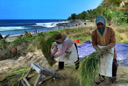 Musim Kemarau, Harga Gabah Kering Naik