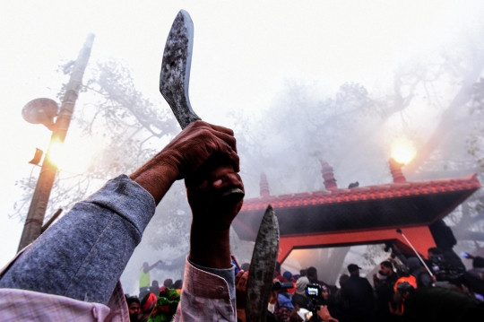 Melihat Pembantaian Ribuan Kerbau dalam Festival Gadhimai di Nepal