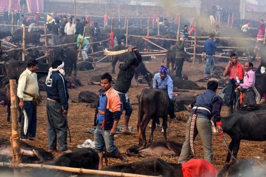 Melihat Pembantaian Ribuan Kerbau dalam Festival Gadhimai di Nepal